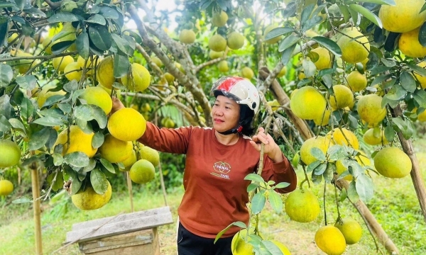 The advantages help Tan Lac become the largest 'barn' of red grapefruit in the country